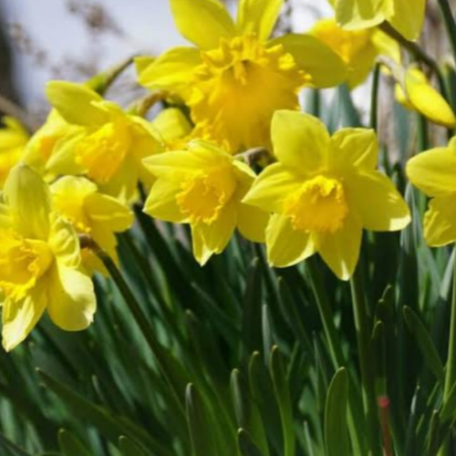 鮮やかなイエロー【タマラ】1苗 水仙 花期以外は球根又は苗をお送りし