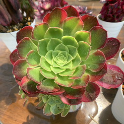 メアリーアンクンケル 多肉植物 アエオニウム 楽天市場】リリーパット アエオニウム Mサイズ 5.5cmポット 多肉