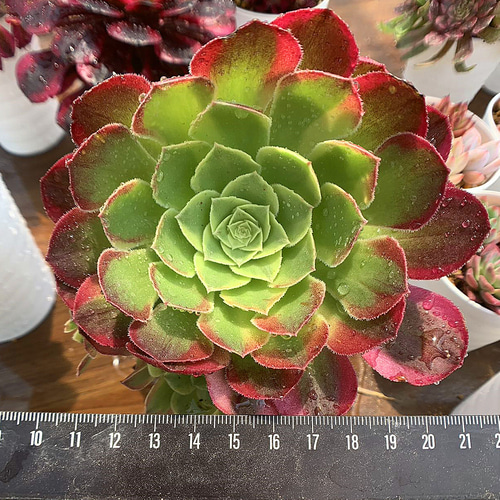 78#多肉植物アエオニウム錦❤️ ハロウィンイエロー錦❤️5頭17cm 鉢土付き出荷 多肉植物アエオニウム錦❤️ハロウィン黄錦❤️