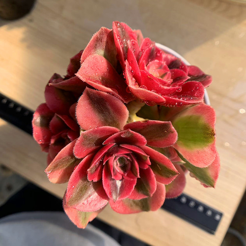 555.多肉植物 寄せ植え アエオニウム 丸葉ピンクウィッチ（錦）群 美苗