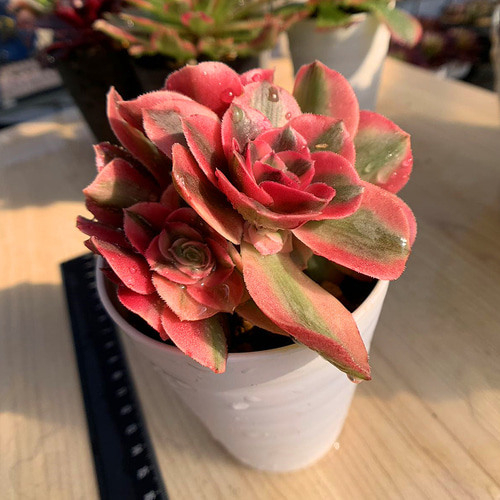 555.多肉植物 寄せ植え アエオニウム 丸葉ピンクウィッチ（錦）群 美苗
