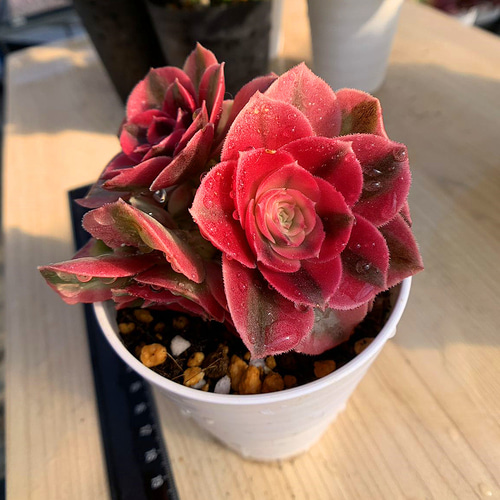 555.多肉植物 寄せ植え アエオニウム 丸葉ピンクウィッチ（錦）群 美苗