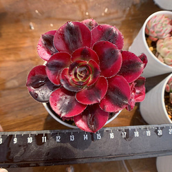 大輪❤️シャネル❤️アエオニウム　多肉植物　カット苗　寄せ植え 9841a89302e9877d38ffdb73309ad5