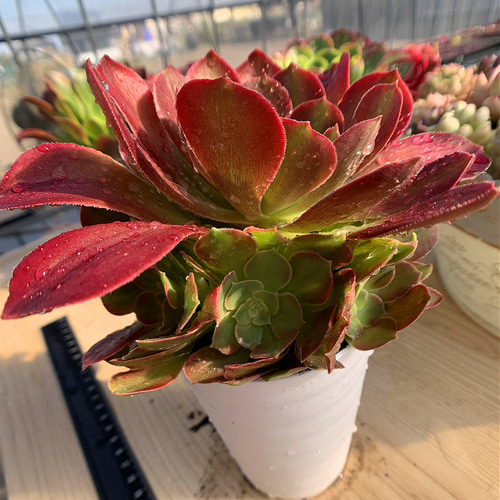558.多肉植物 寄せ植え アエオニウム属 洛神（群）特大 抜き苗 希少