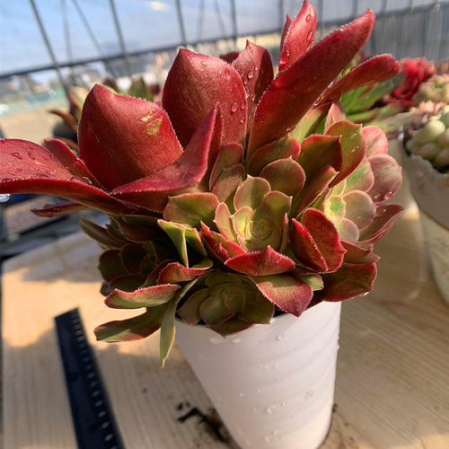 558.多肉植物 寄せ植え アエオニウム属 洛神（群）特大 抜き苗 希少