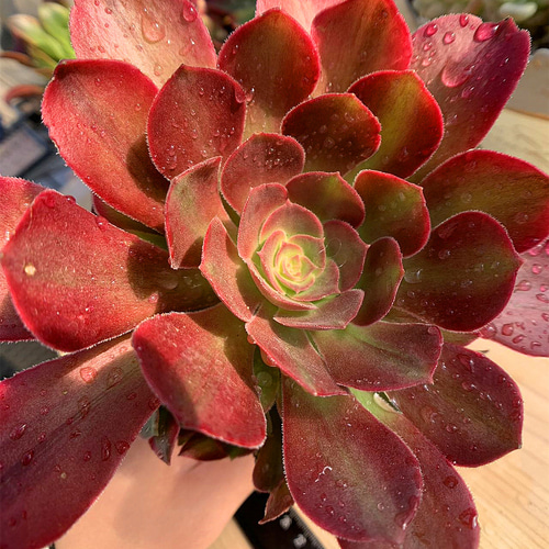 558.多肉植物 寄せ植え アエオニウム属 洛神（群）特大 抜き苗 希少