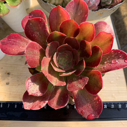 洛神 大群 多肉植物 ruruplant-store_taniku69438156