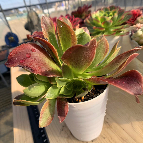 56#多肉植物アエオニウム錦❤️青檬❤️ 青レモン ❤️1大頭1小頭21cm拨き苗 559.多肉植物 寄せ植え アエオニウム属 青レモン（群） 特大 抜き苗