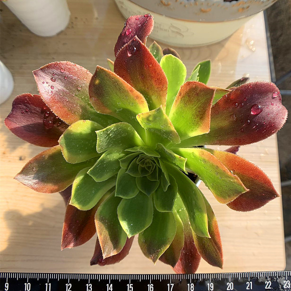 多肉植物❤️アエオニウム錦❤️  青い波 ❤️碧浪❤️ 状態画像 アエオニウム 碧浪 Aeonium 'BiLang'｜多肉植物図鑑 PUKUBOOK(プクブック)