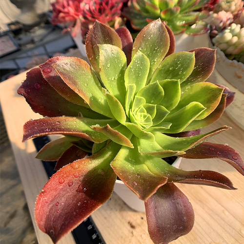 56#多肉植物アエオニウム錦❤️青檬❤️ 青レモン ❤️1大頭1小頭21cm拨き苗 559.多肉植物 寄せ植え アエオニウム属 青レモン（群） 特大 抜き苗