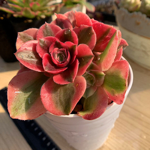 560.多肉植物 寄せ植え アエオニウム属 特大、大サイズ8点セット 豪華