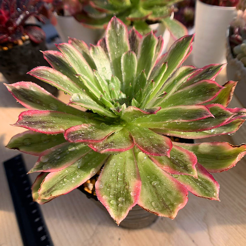 560.多肉植物 寄せ植え アエオニウム属 特大、大サイズ8点セット 豪華