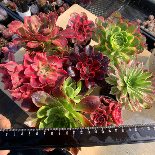 560.多肉植物 寄せ植え アエオニウム属 特大、大サイズ8点セット 豪華