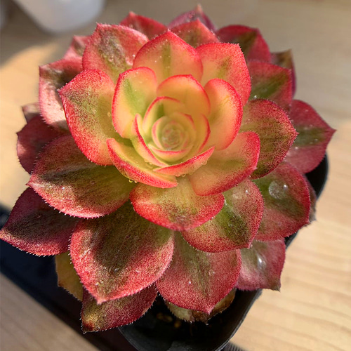 560.多肉植物 寄せ植え アエオニウム属 特大、大サイズ8点セット 豪華