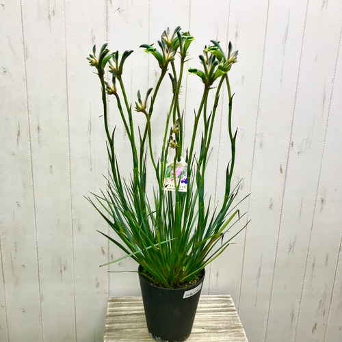 NEWカラー♡ 希少 オージープランツ カンガルーポー その他インテリア