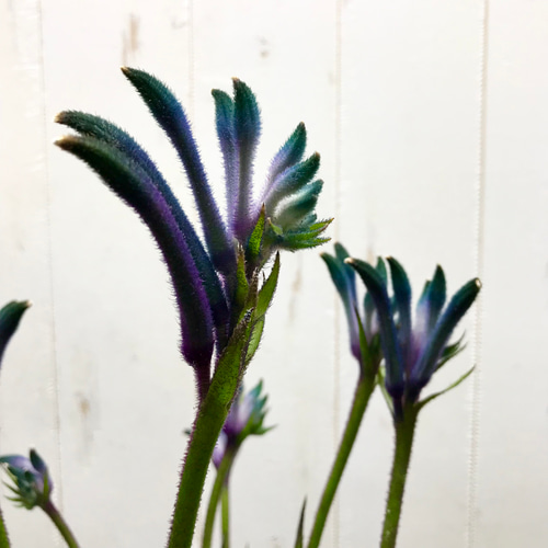 NEWカラー♡ 希少 オージープランツ カンガルーポー その他インテリア