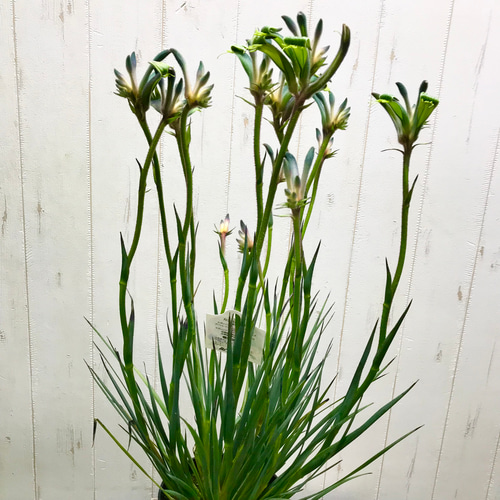 NEWカラー♡ 希少 オージープランツ カンガルーポー その他インテリア