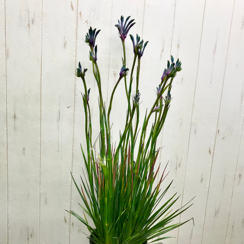 NEWカラー♡ 希少 オージープランツ カンガルーポー その他インテリア