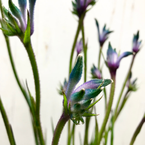 NEWカラー♡ 希少 オージープランツ カンガルーポー その他インテリア