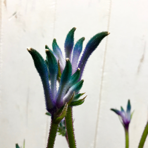 NEWカラー♡ 希少 オージープランツ カンガルーポー その他インテリア