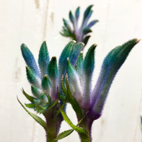 NEWカラー♡ 希少 オージープランツ カンガルーポー その他インテリア