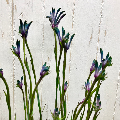 NEWカラー♡ 希少 オージープランツ カンガルーポー その他インテリア