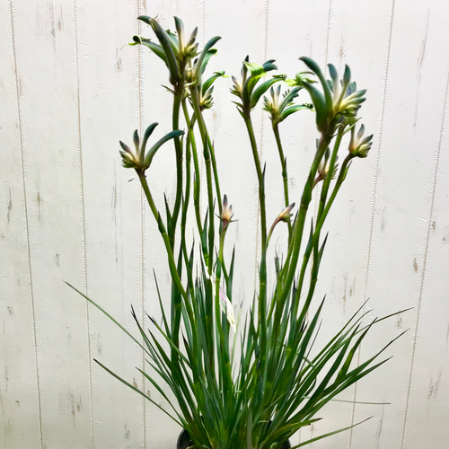 NEWカラー♡ 希少 オージープランツ カンガルーポー その他インテリア