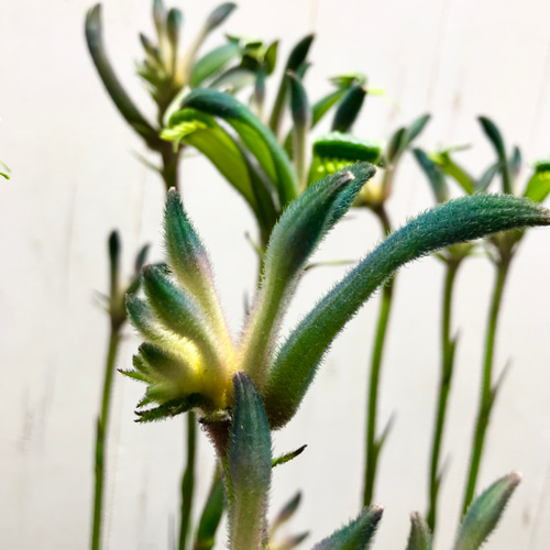 NEWカラー♡ 希少 オージープランツ カンガルーポー その他インテリア