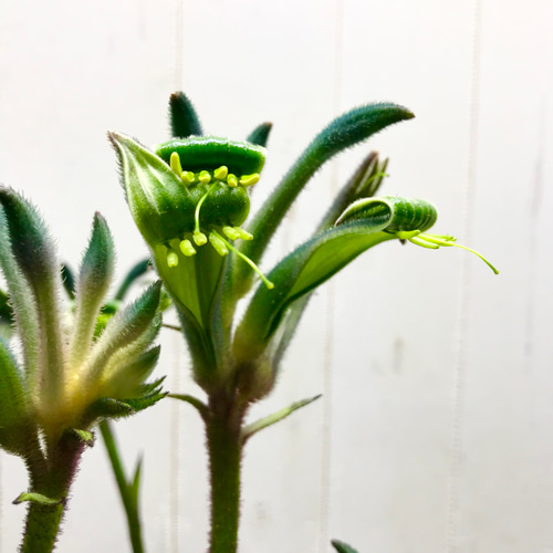 NEWカラー♡ 希少 オージープランツ カンガルーポー その他インテリア