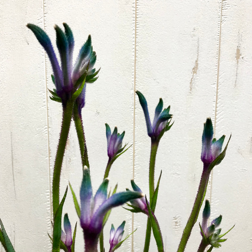 NEWカラー♡ 希少 オージープランツ カンガルーポー その他インテリア