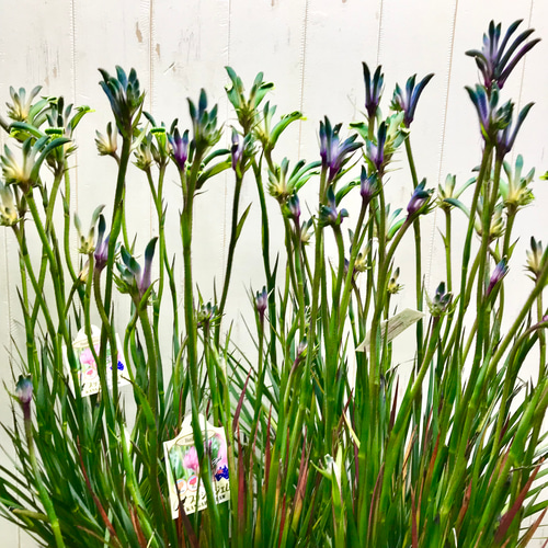 NEWカラー♡ 希少 オージープランツ カンガルーポー その他インテリア