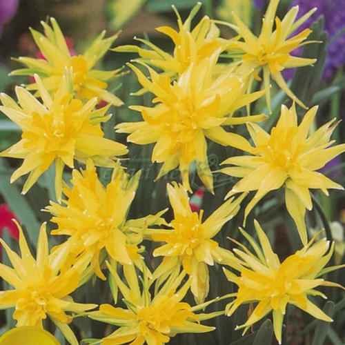 ミニミニ水仙【リップバンウインクル2球】ギザギザ 花びらが特徴