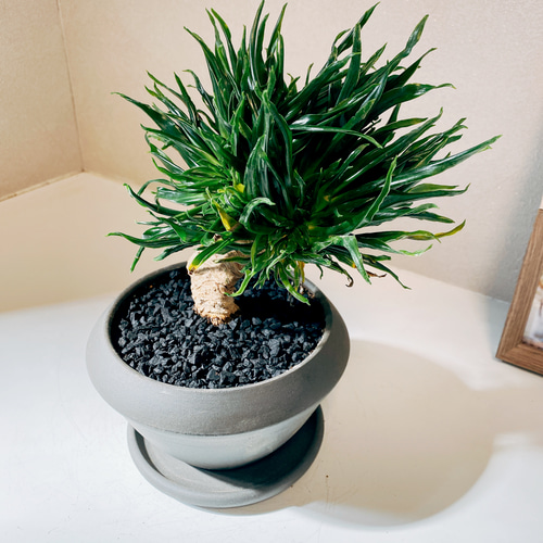 現品］【希少】ドラセナ コンパクタ 綴化 石化 観葉植物 室内 ミニ