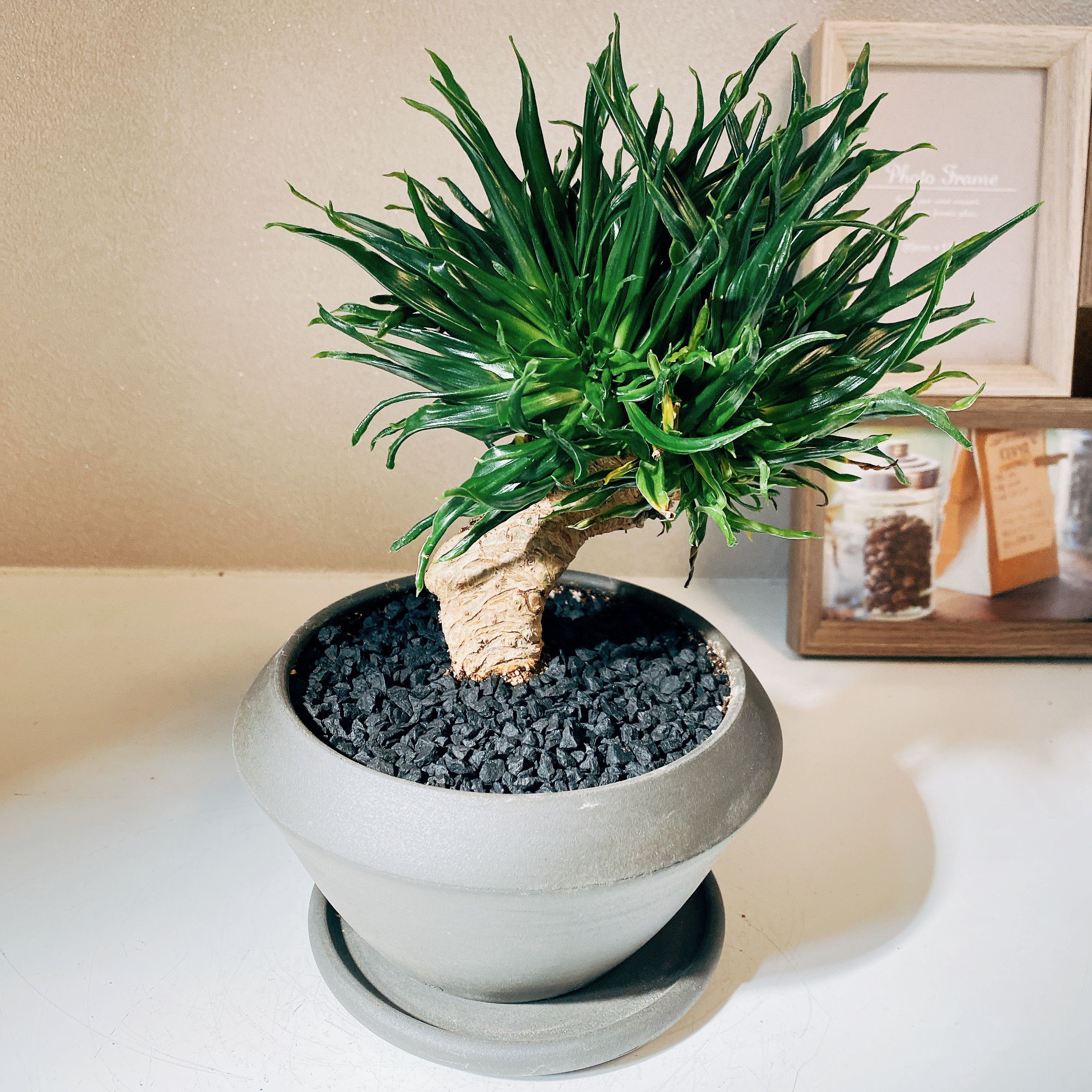 ドラセナ　コンパクタ　獅化　綴化 ドラセナ・コンパクタ(綴化) - REN online shop