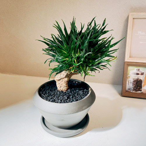 現品］【希少】ドラセナ コンパクタ 綴化 石化 観葉植物 室内 ミニ