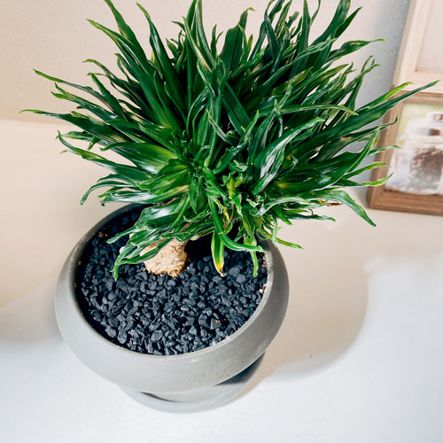 現品］【希少】ドラセナ コンパクタ 綴化 石化 観葉植物 室内