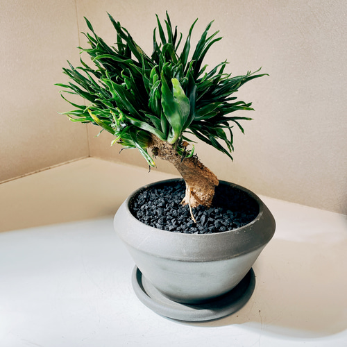 観葉植物 ドラセナ コンパクター 曲がり 希少 4株 オシャレ 黒鉢 根元隠し 観葉植物 ドラセナ コンパクター 曲がり 希少 4株 オシャレ 黒鉢 根元