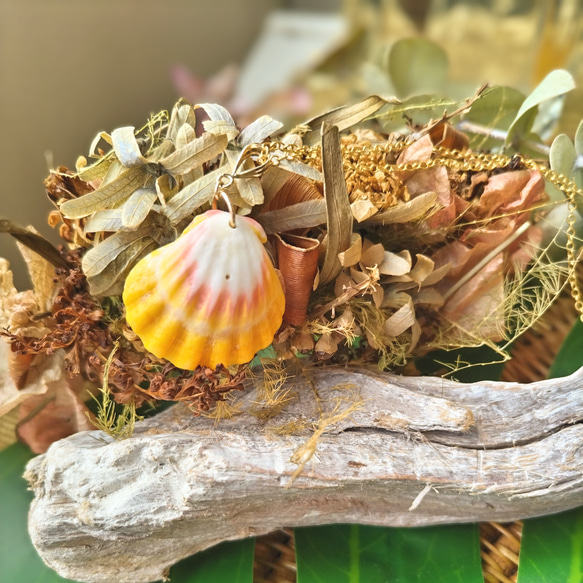 sunrise shell サンライズシェル