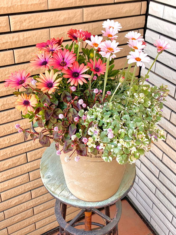 【最終お値下げ】オステオスペルマムのナチュラル籠寄せ植え オステオスペルマムの寄せ植え