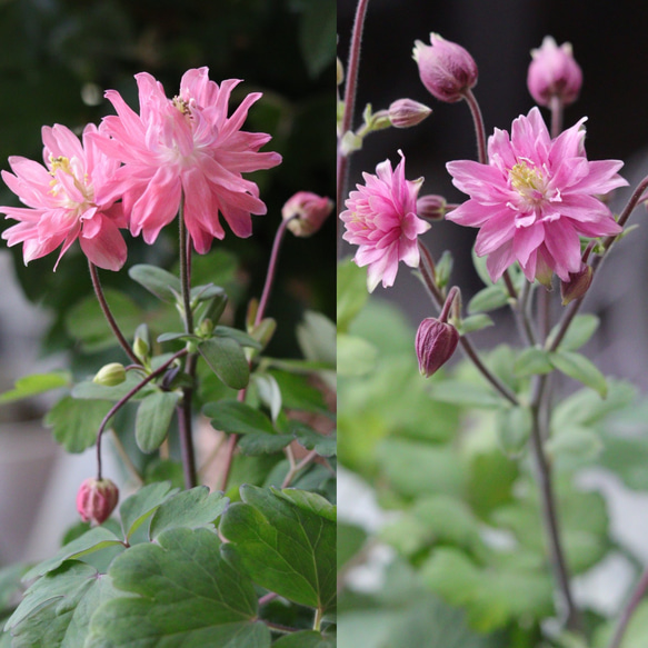 花終わりSALE】西洋オダマキ クレメンタイン 2苗セット【ピンク系