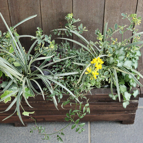 一鉢で決まる！ウッドプランターでカラーリーフの寄せ植え その他