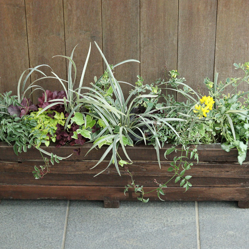 一鉢で決まる！ウッドプランターでカラーリーフの寄せ植え その他