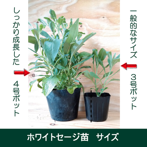 国産ホワイトセージ 苗 4号ポット 無農薬栽培 / 浄化 / 苗木