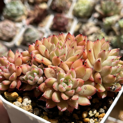 多肉植物 ☆ ロータスランプ 超レア 抜き苗 多肉植物 多肉園Le lien