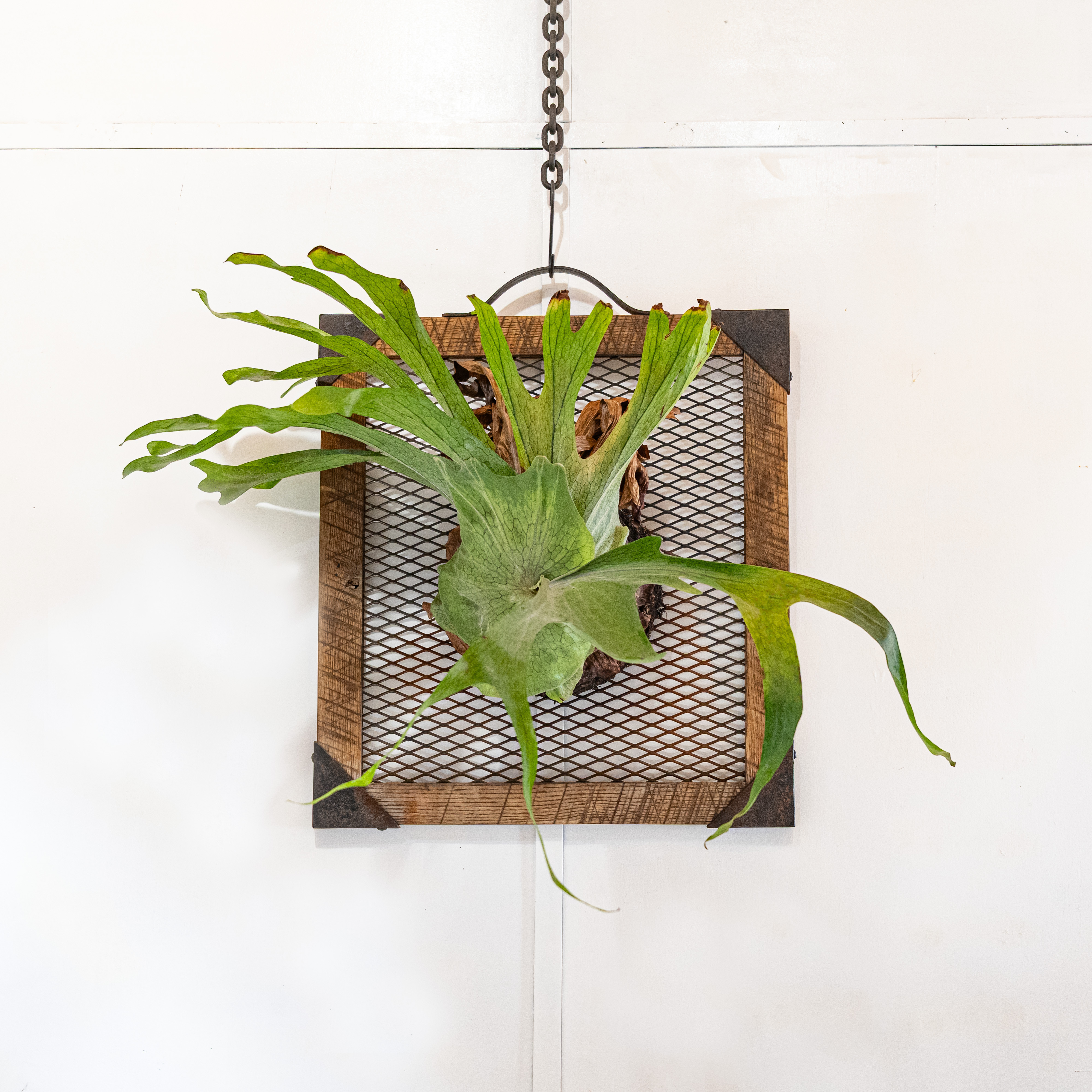 Old oak & iron flame Large  オーク&アイアン ビカクシダフレーム