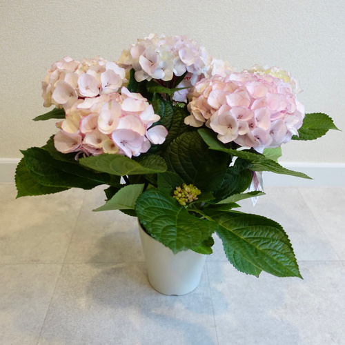 エレガント紫陽花（グリーン）♡アロマストーン エレガント紫陽花（グリーン）♡アロマストーン
