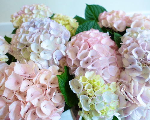 エッジが美しい♡ アフタヌーンドリーム アジサイ 紫陽花 苗 鉢