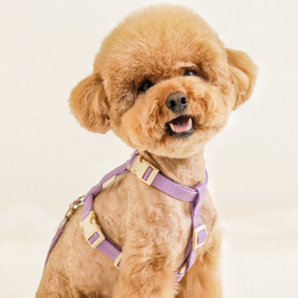 ヴィトン　犬の首輪　中古　中型犬位 ヴィトン犬の首輪中古中型犬位