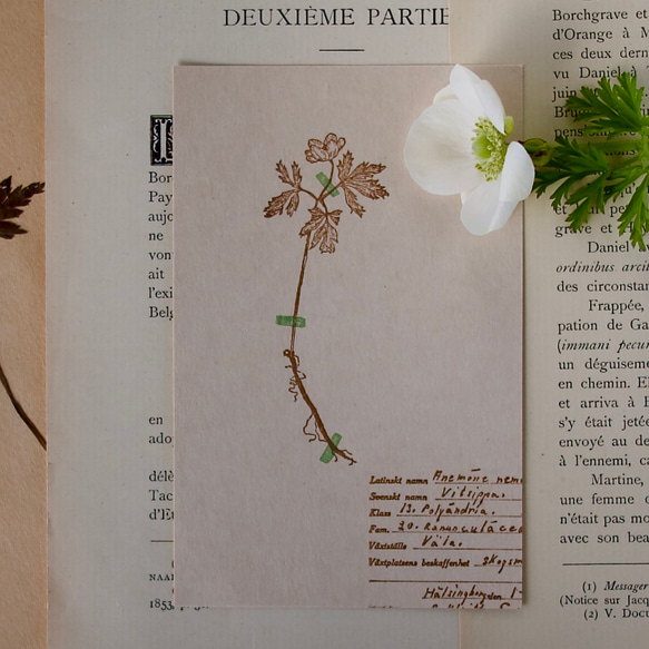 [壓花明信片 3 件組] 壓花紫羅蘭 + 含羞草 + 海葵 / 95 x 148 毫米 / 凸版印刷 第4張的照片