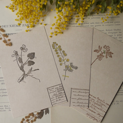 [壓花明信片 3 件組] 壓花紫羅蘭 + 含羞草 + 海葵 / 95 x 148 毫米 / 凸版印刷 第1張的照片